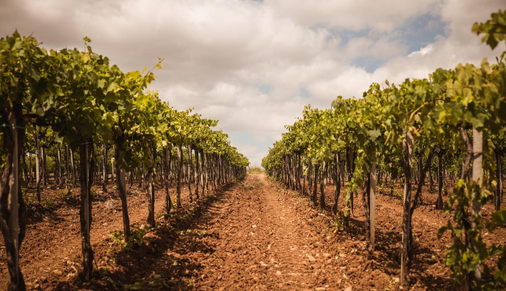 Agriturismo Poggio Alle Calle 萨杜勒尼亚 外观 照片