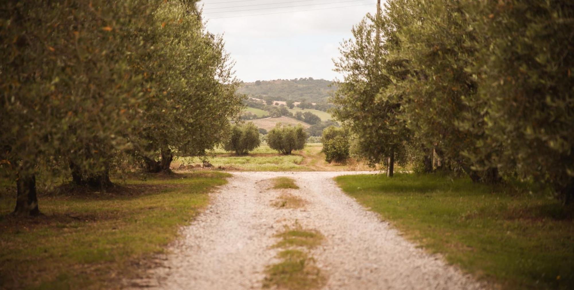 Agriturismo Poggio Alle Calle 萨杜勒尼亚 外观 照片