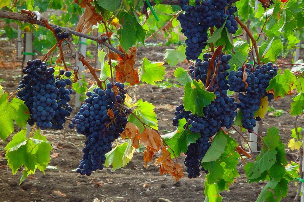 Agriturismo Poggio Alle Calle 萨杜勒尼亚 外观 照片
