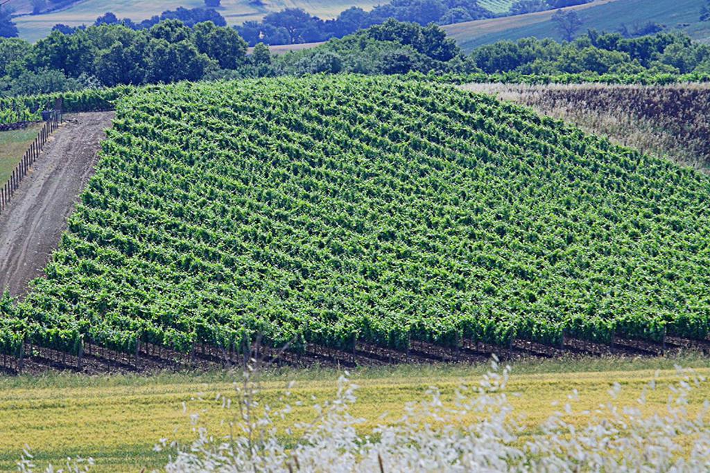 Agriturismo Poggio Alle Calle 萨杜勒尼亚 外观 照片