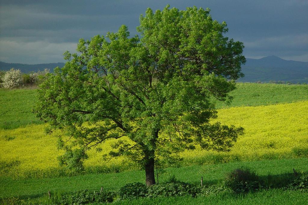 Agriturismo Poggio Alle Calle 萨杜勒尼亚 外观 照片